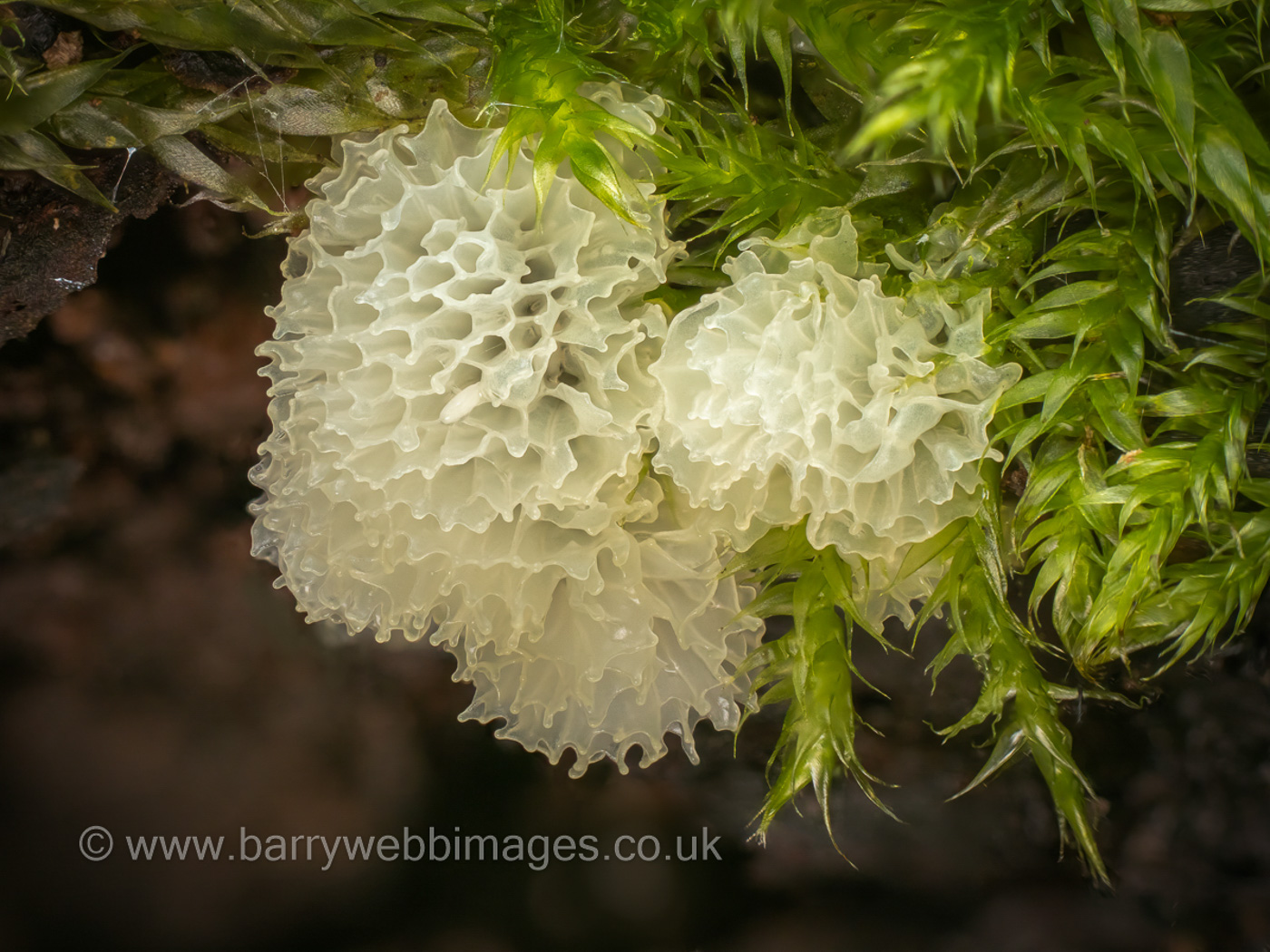 Photo by Barry Webb Ceratiomyxa porioides by Barry Webb